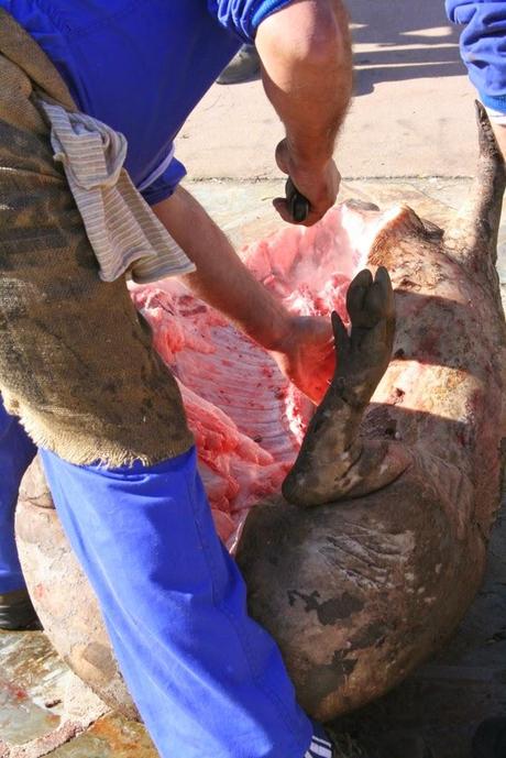 Matanza típica Guijuelo 2015