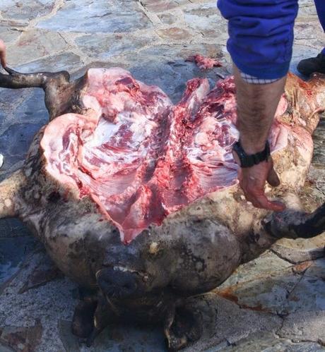 Matanza típica Guijuelo 2015