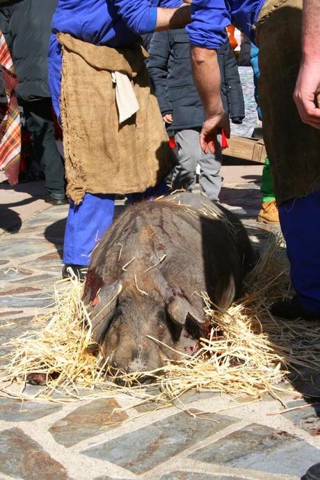 Matanza típica Guijuelo 2015
