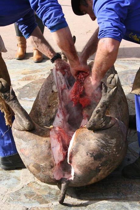 Matanza típica Guijuelo 2015