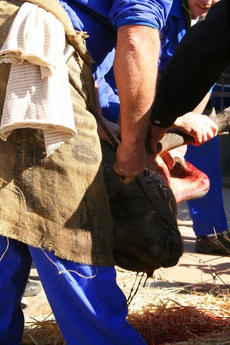 Matanza típica Guijuelo 2015