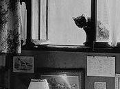 gatos Willy Ronis