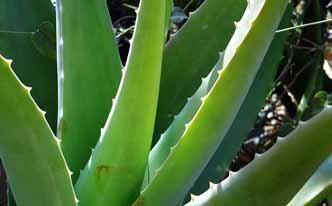 Cómo bajar de peso con aloe vera