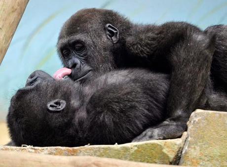 SE ACERCA ESE MARAVILLOSO DÍA DE SAN VALENTÍN, DE LOS ENAMORADOS, DICEN