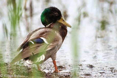 Ánade real, la belleza de lo común