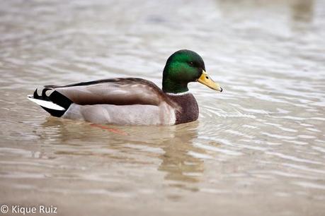 Ánade real, la belleza de lo común