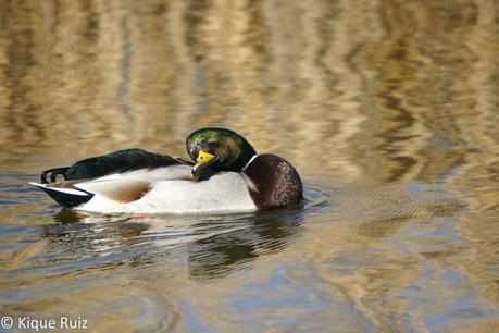 Ánade real, la belleza de lo común