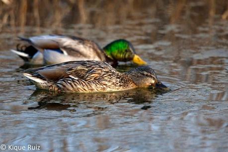 Ánade real, la belleza de lo común