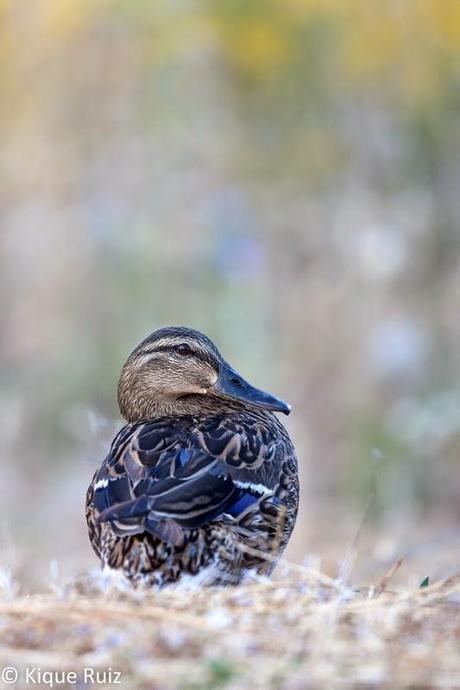 Ánade real, la belleza de lo común