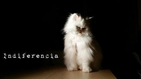 PicShop-00614E01DB6DCBE362507A600679F78E