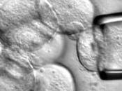 Ensayo células madre embrionarias