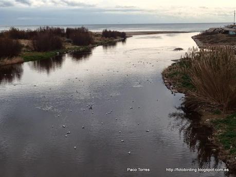 137. Parc Fluvial y desembocadura del Besòs