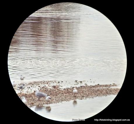 137. Parc Fluvial y desembocadura del Besòs