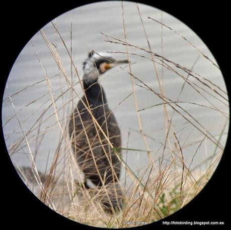 137. Parc Fluvial y desembocadura del Besòs