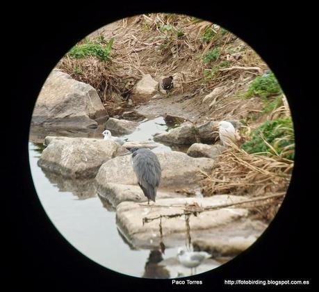 137. Parc Fluvial y desembocadura del Besòs