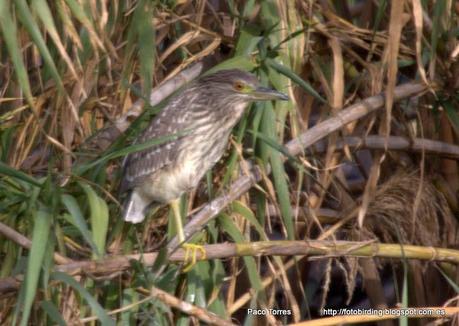 Nycticorax nycticorax, juv.