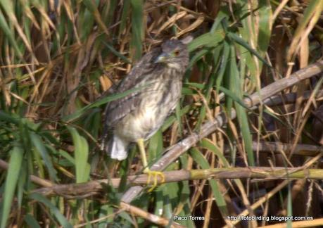 Nycticorax nycticorax, juv.