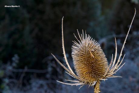 Senda del Cañón de Valdehornos Senda del Cañón de Valdehornos