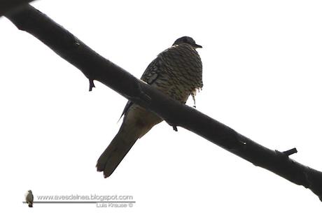 Torcacita escamada (Scaled dove) Columbina squammata