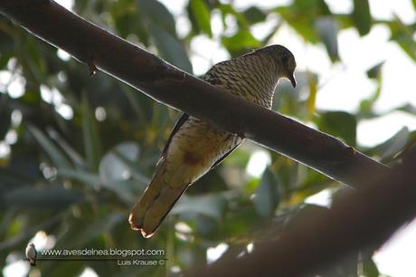 Torcacita escamada (Scaled dove) Columbina squammata