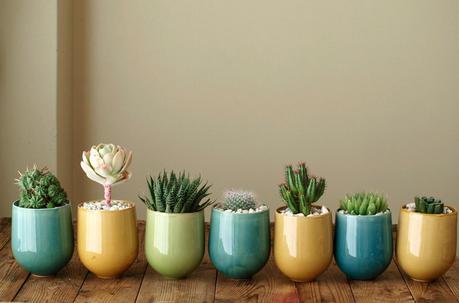 5 Pequeños Jardines