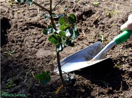 Plantación Vecinal 2015 Dehesa de la Villa