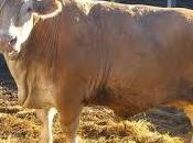 significado soñar bueyes