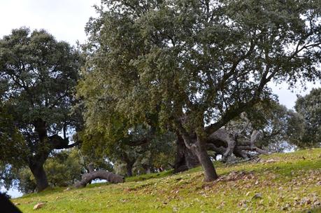 Desafiando a las nubes.
