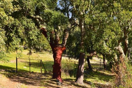 Desafiando a las nubes.