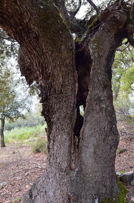 Desafiando a las nubes.
