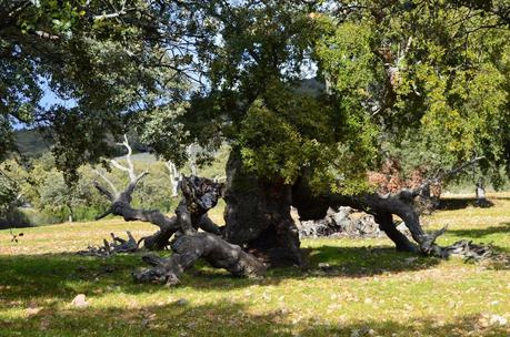 Desafiando a las nubes.