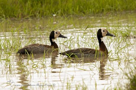 Sirirí pampa (White-faced whistling-Duck) Dendrocygna viduata