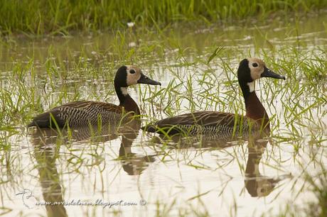 Sirirí pampa (White-faced whistling-Duck) Dendrocygna viduata