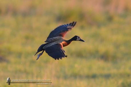 Sirirí pampa (White-faced whistling-Duck) Dendrocygna viduata