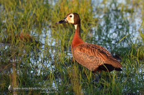 Sirirí pampa (White-faced whistling-Duck) Dendrocygna viduata