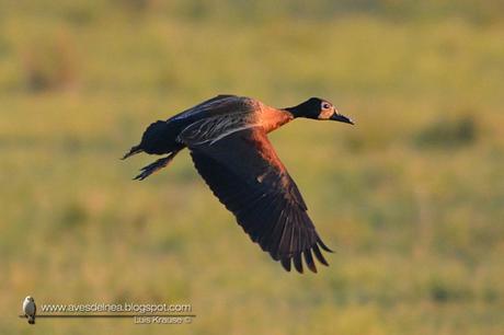 Sirirí pampa (White-faced whistling-Duck) Dendrocygna viduata