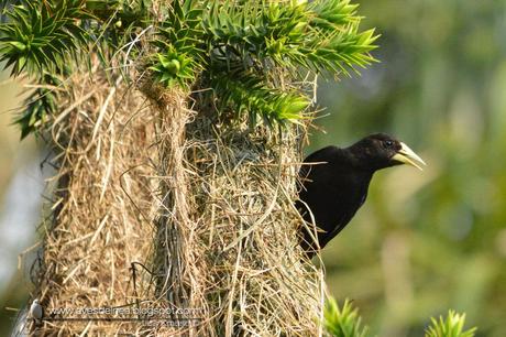 Boyero cacique (Red-rumped Cacique) Cacicus haemorrhous