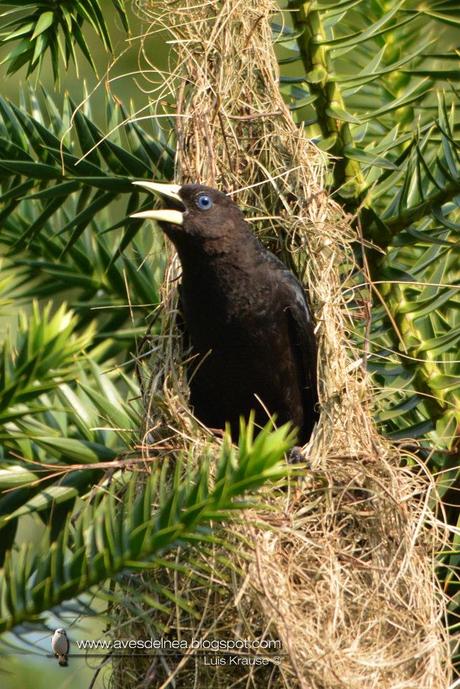 Boyero cacique (Red-rumped Cacique) Cacicus haemorrhous