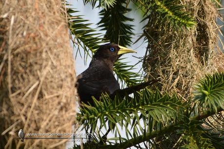 Boyero cacique (Red-rumped Cacique) Cacicus haemorrhous