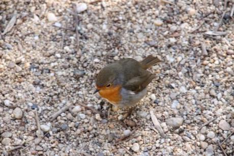 Un domingo cualquiera en els Aiguamolls d'Empordà