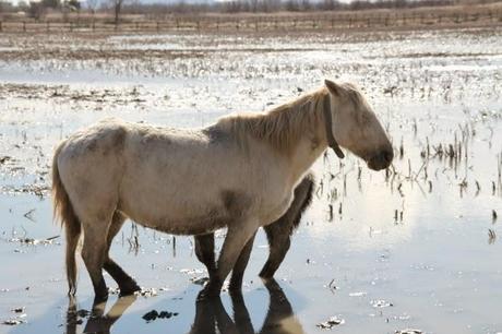 Un domingo cualquiera en els Aiguamolls d'Empordà