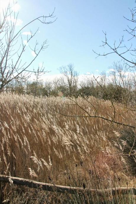 Un domingo cualquiera en els Aiguamolls d'Empordà