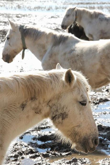 Un domingo cualquiera en els Aiguamolls d'Empordà
