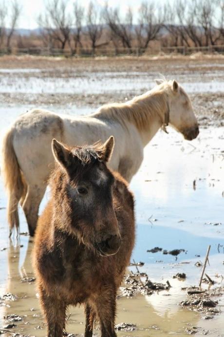 Un domingo cualquiera en els Aiguamolls d'Empordà