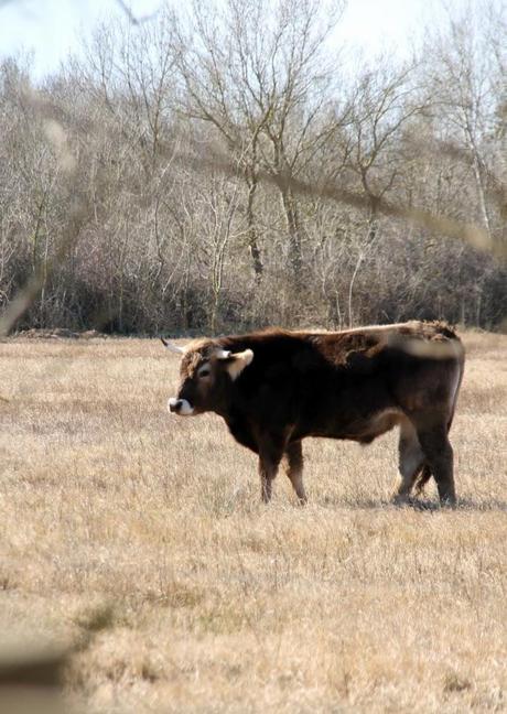 Un domingo cualquiera en els Aiguamolls d'Empordà