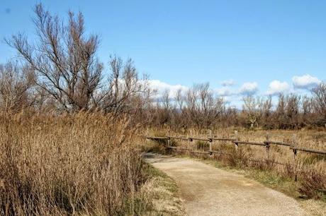 Un domingo cualquiera en els Aiguamolls d'Empordà