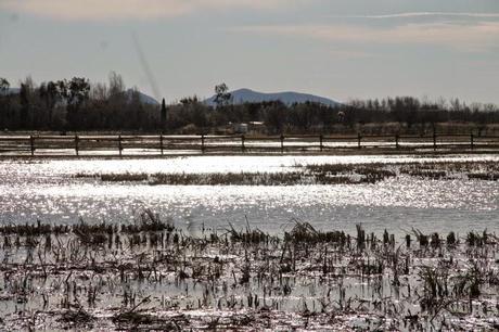 Un domingo cualquiera en els Aiguamolls d'Empordà
