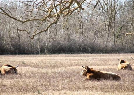 Un domingo cualquiera en els Aiguamolls d'Empordà