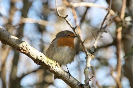 Un domingo cualquiera en els Aiguamolls d'Empordà