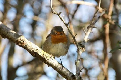 Un domingo cualquiera en els Aiguamolls d'Empordà